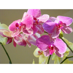 885 VA - RELAX MUSIC - ORCHID