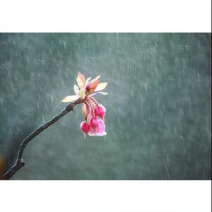 3008. Bo 2 Lien Khuc Mua Bui 2 Che Thanh Ha My Tuyen Chon Nhac Tru Tinh Xua